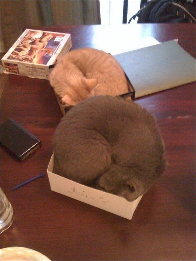 фото приколы