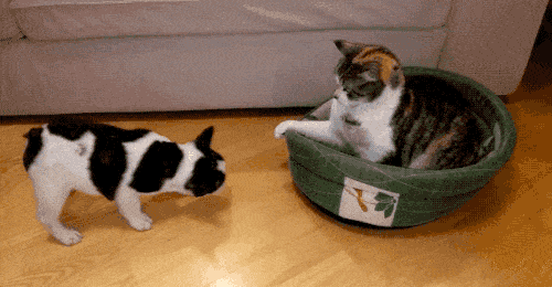 Прикольные гифки