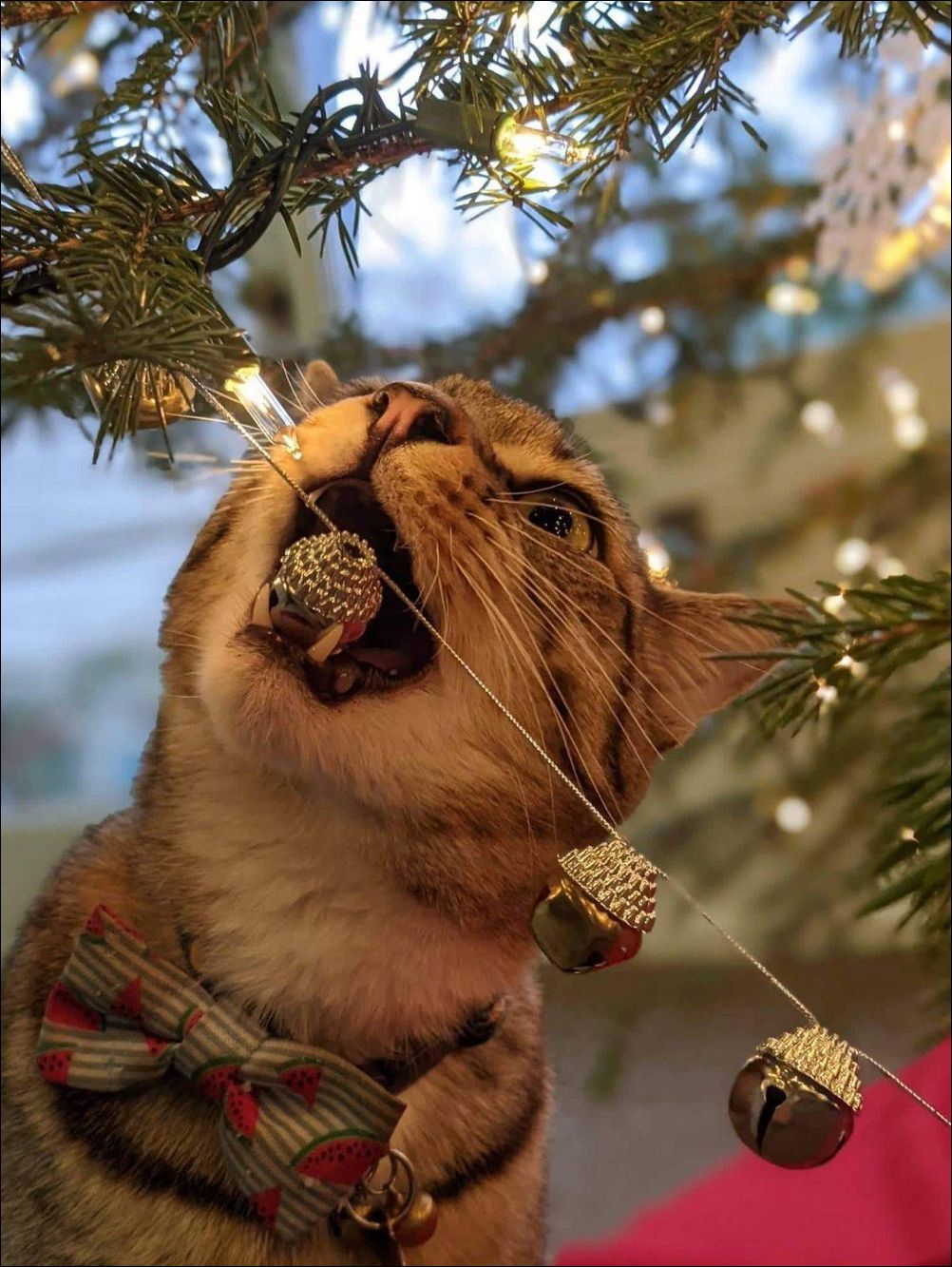 фото приколы