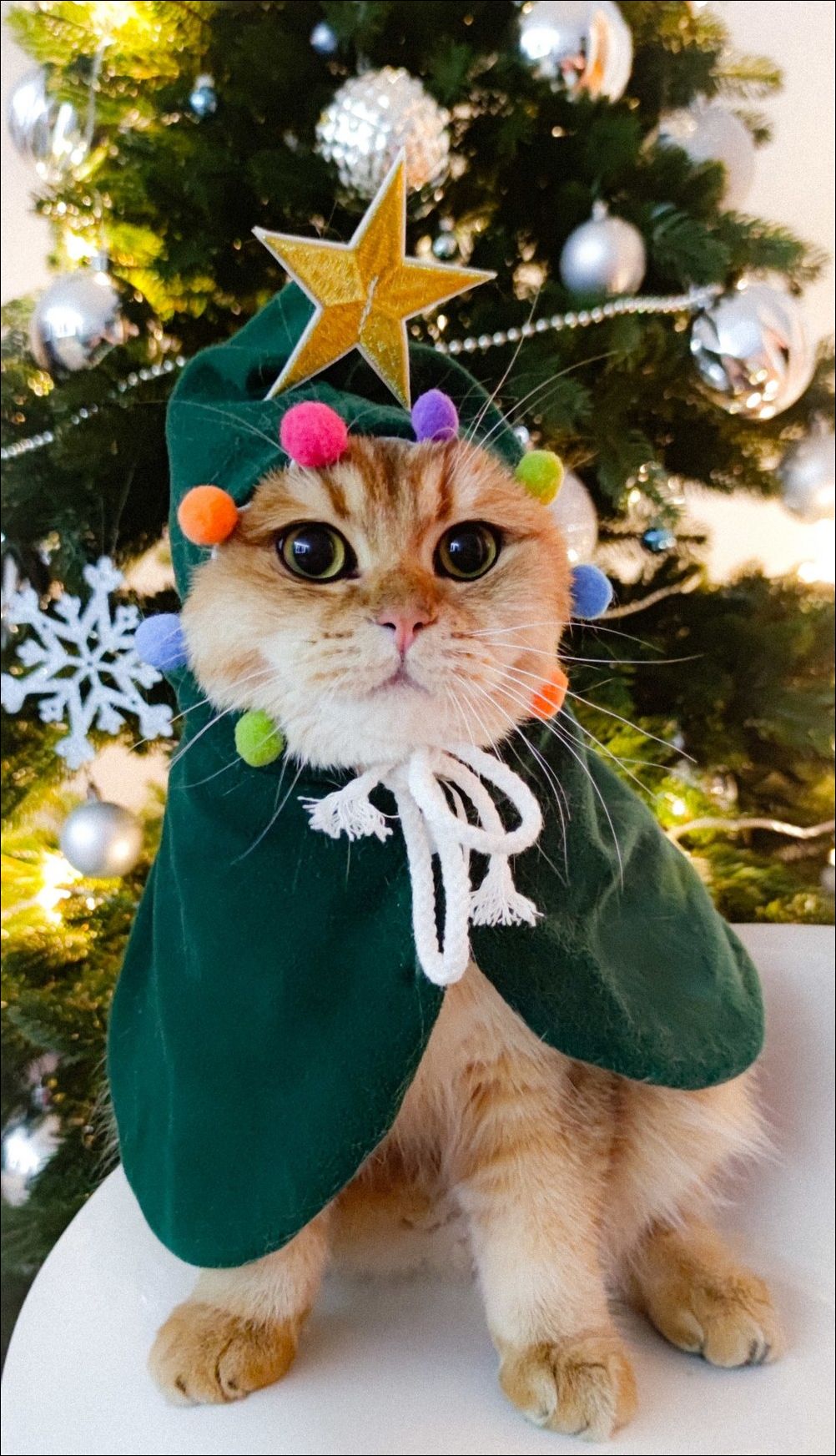 фото приколы