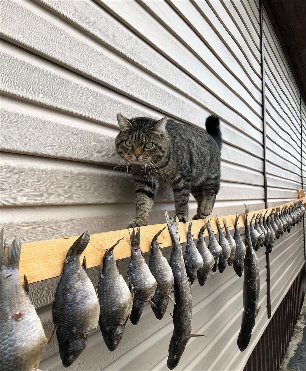 фото приколы