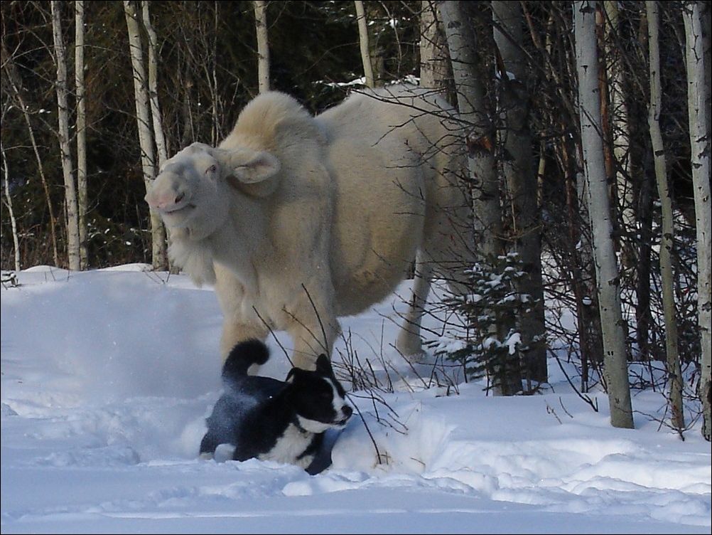 фото приколы