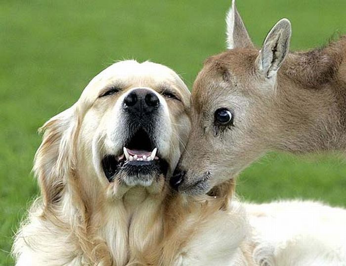 animal-friendship-17