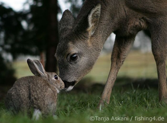 animal-friendship-18