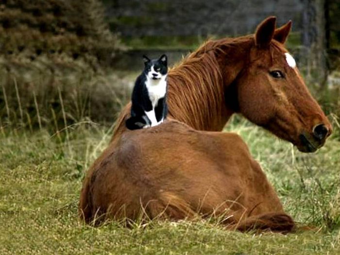 animal-friendship-29