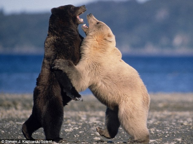 bears-fighting-03