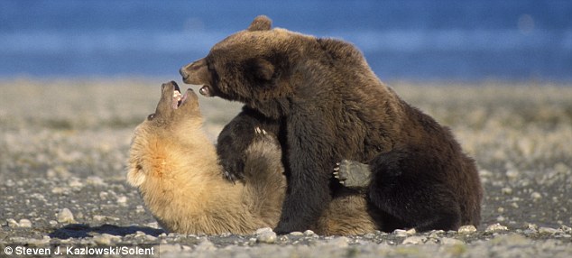 bears-fighting-06