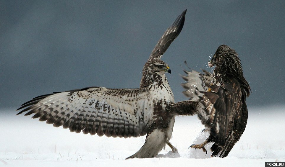 buzzard-fighting-01