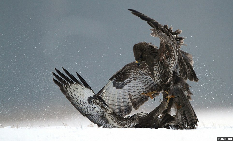 buzzard-fighting-02