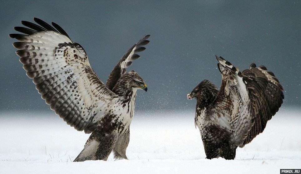 buzzard-fighting-03