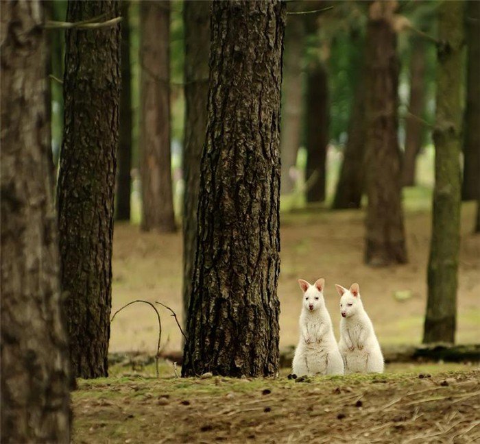 fotoprikol-120210-11