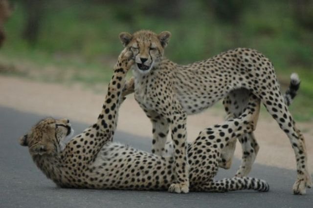 fotoprikol-120210-21