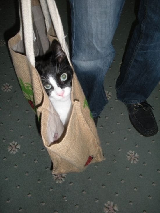 fotoprikol-120210-29