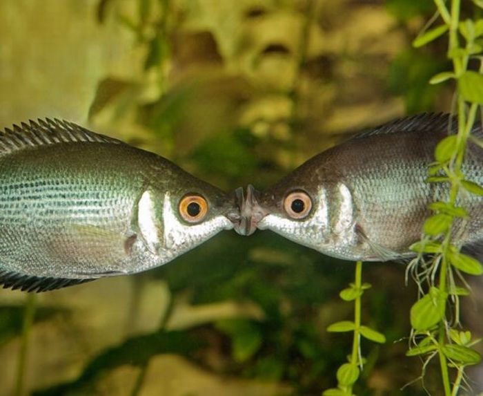 fotoprikol-120210-33