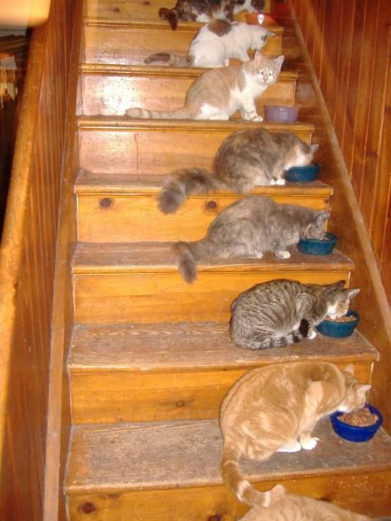 fotoprikol-120210-39