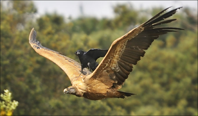 fotoprikol-120210-61