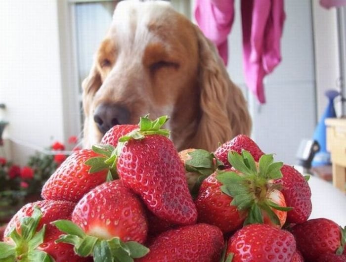 fotoprikol-120210-63