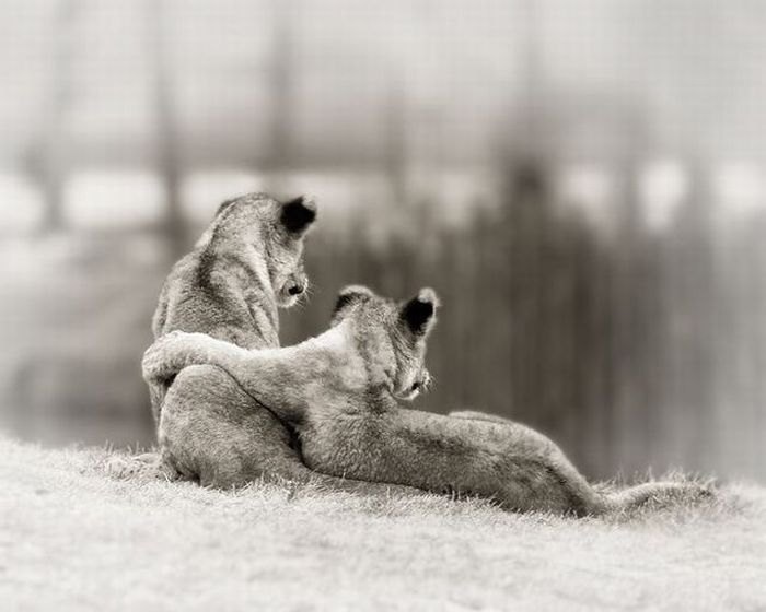 fotoprikol-120210-65