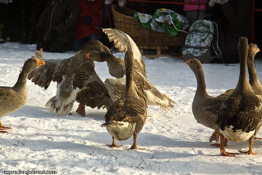 goose-fighting-04