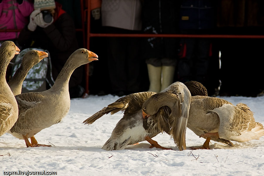 goose-fighting-05