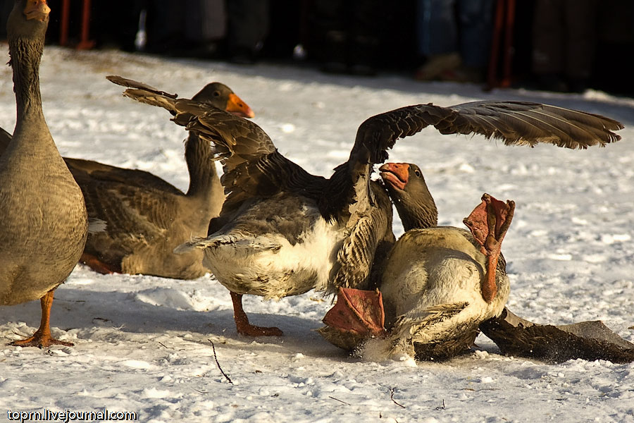 goose-fighting-08
