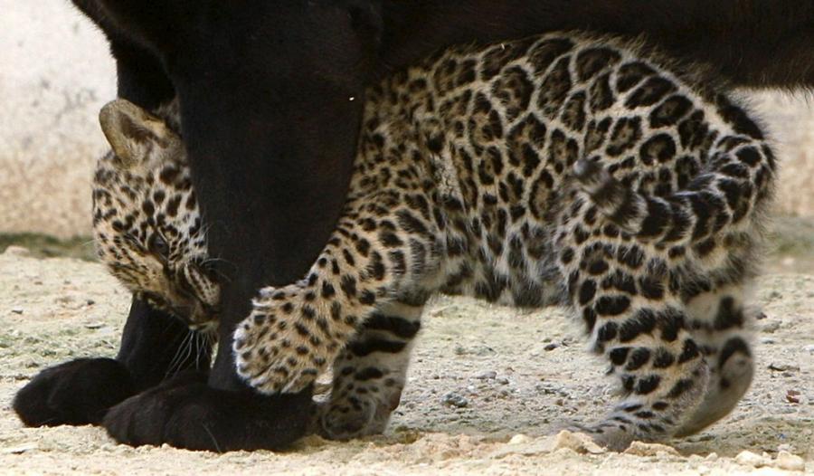 jaguar-cub-03
