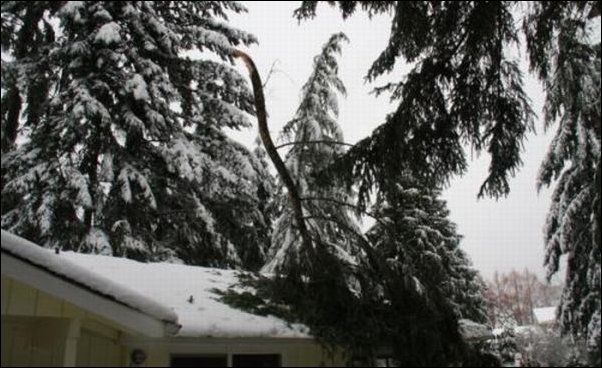 Обломившаяся ветка пробила крышу