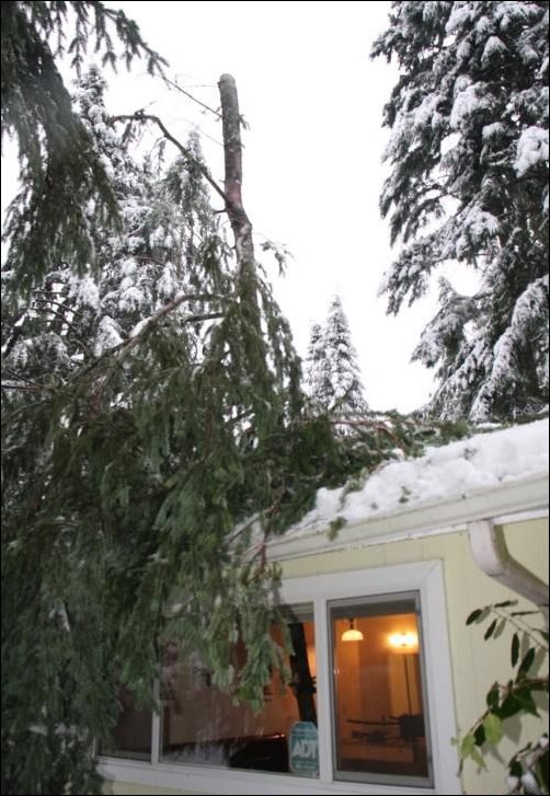 Обломившаяся ветка пробила крышу