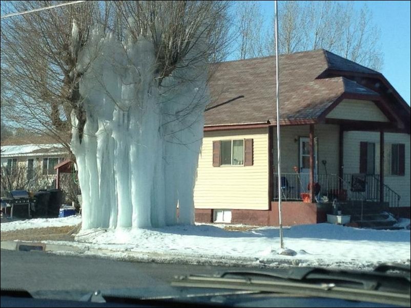 Дерево во льду