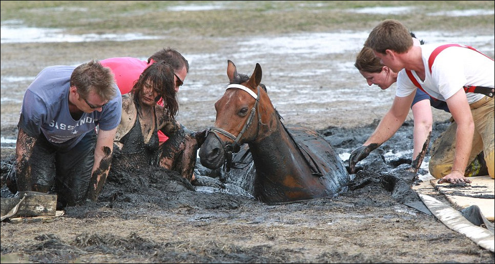 Лошадь застряла в грязи