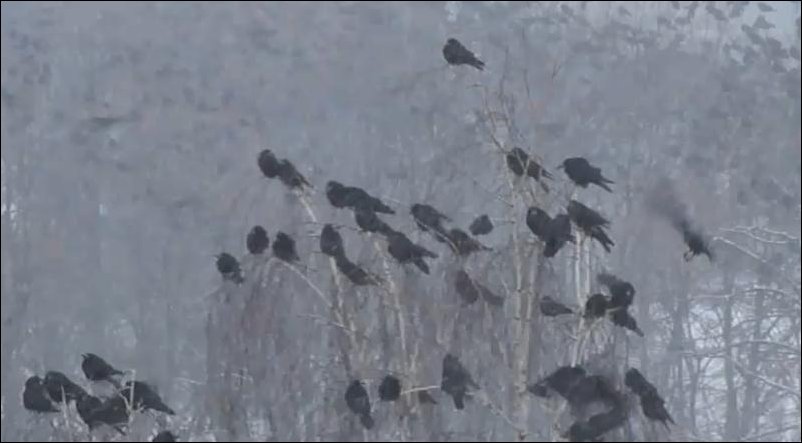 Вороны в центре Киева