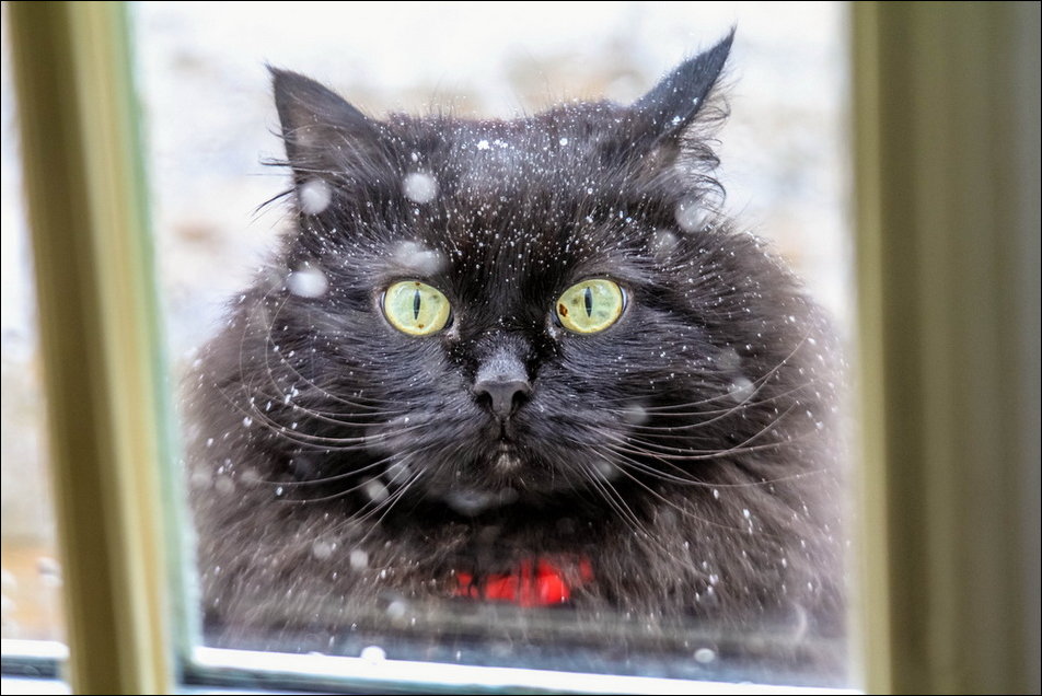 Коты в снегу