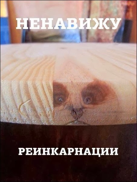 Фото приколы