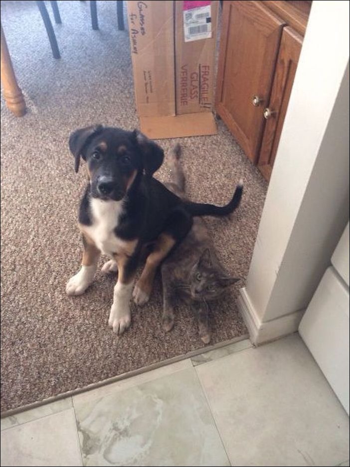 Фото приколы