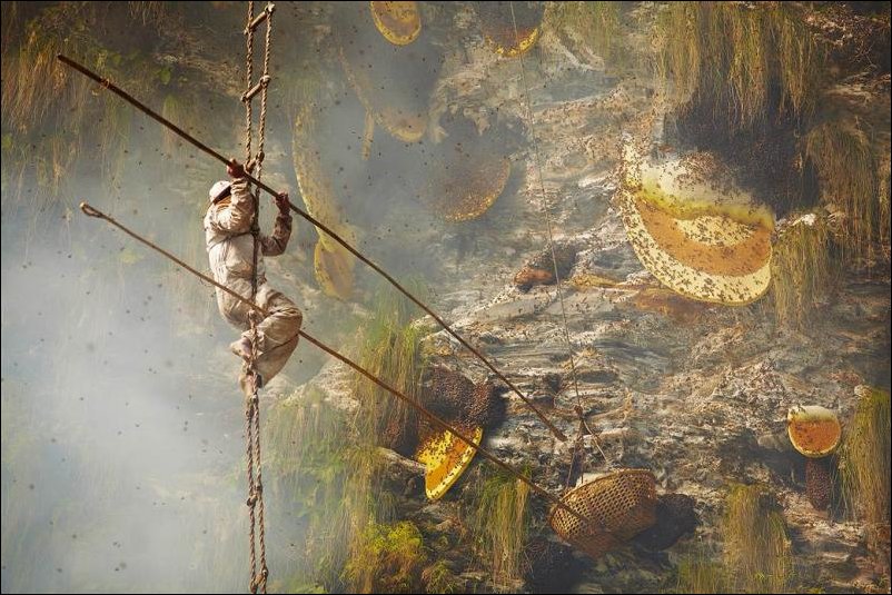Охота за диким медом в Непале