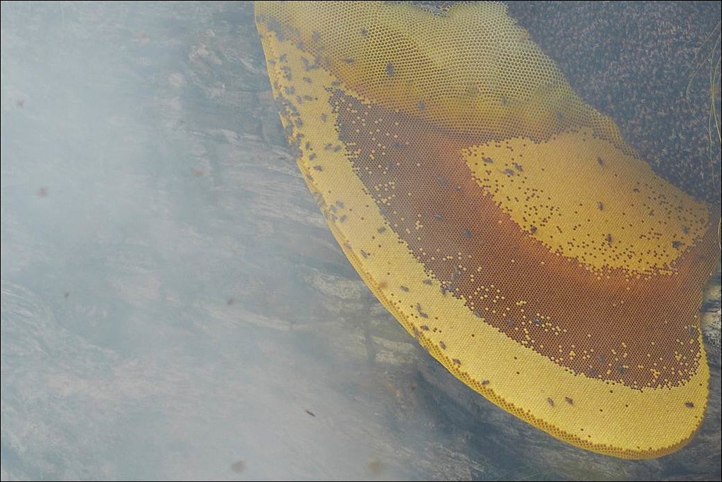 Охота за диким медом в Непале