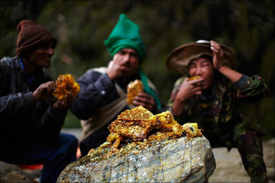 Охота за диким медом в Непале