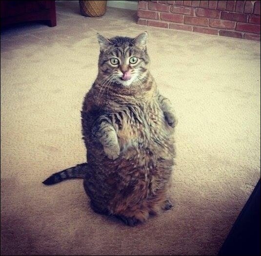 Фото приколы