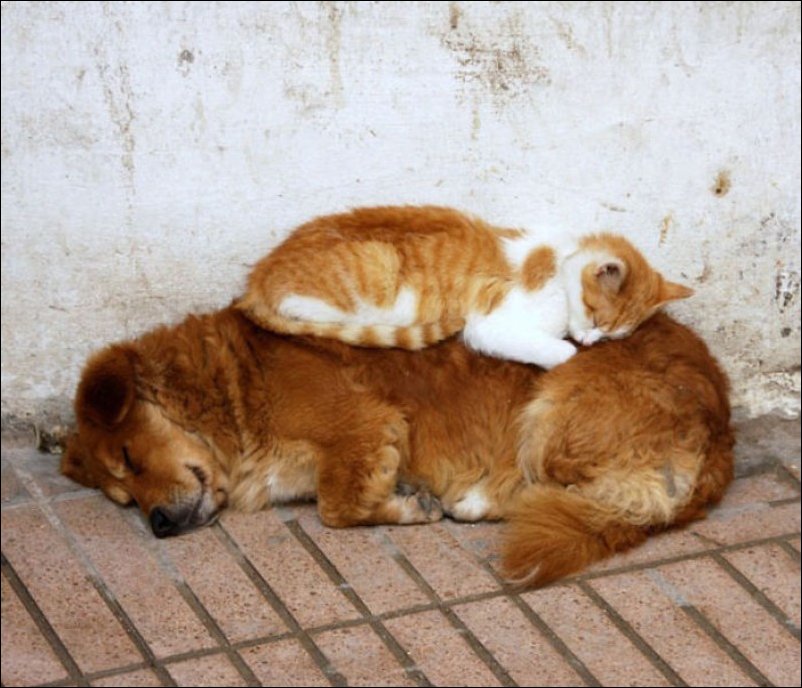 Коты которые используют собак как подушку