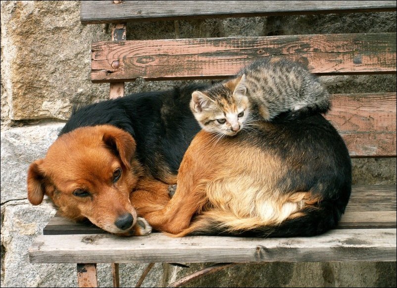 Коты которые используют собак как подушку