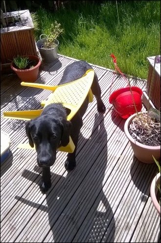 смешные животные