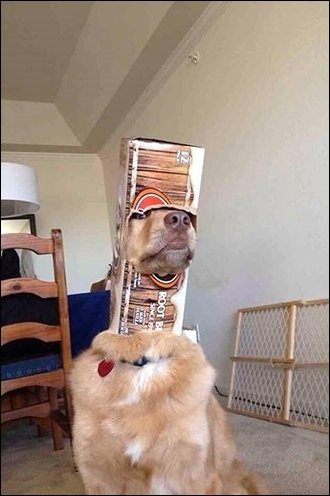 смешные животные