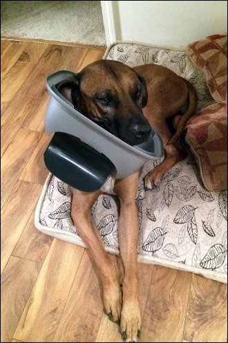 смешные животные