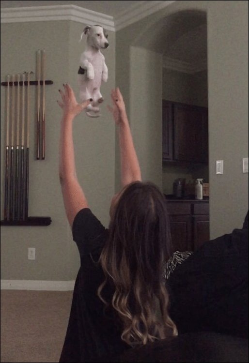 смешные животные