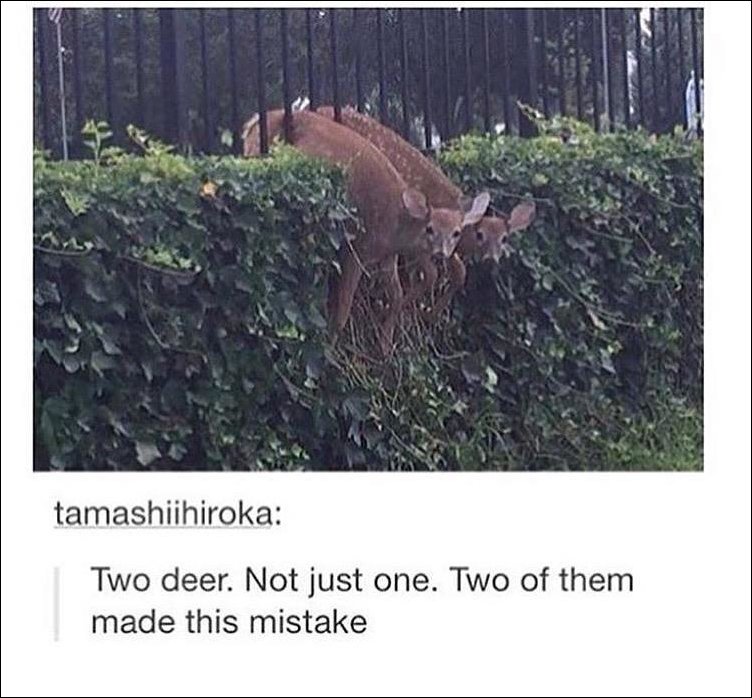 смешные животные