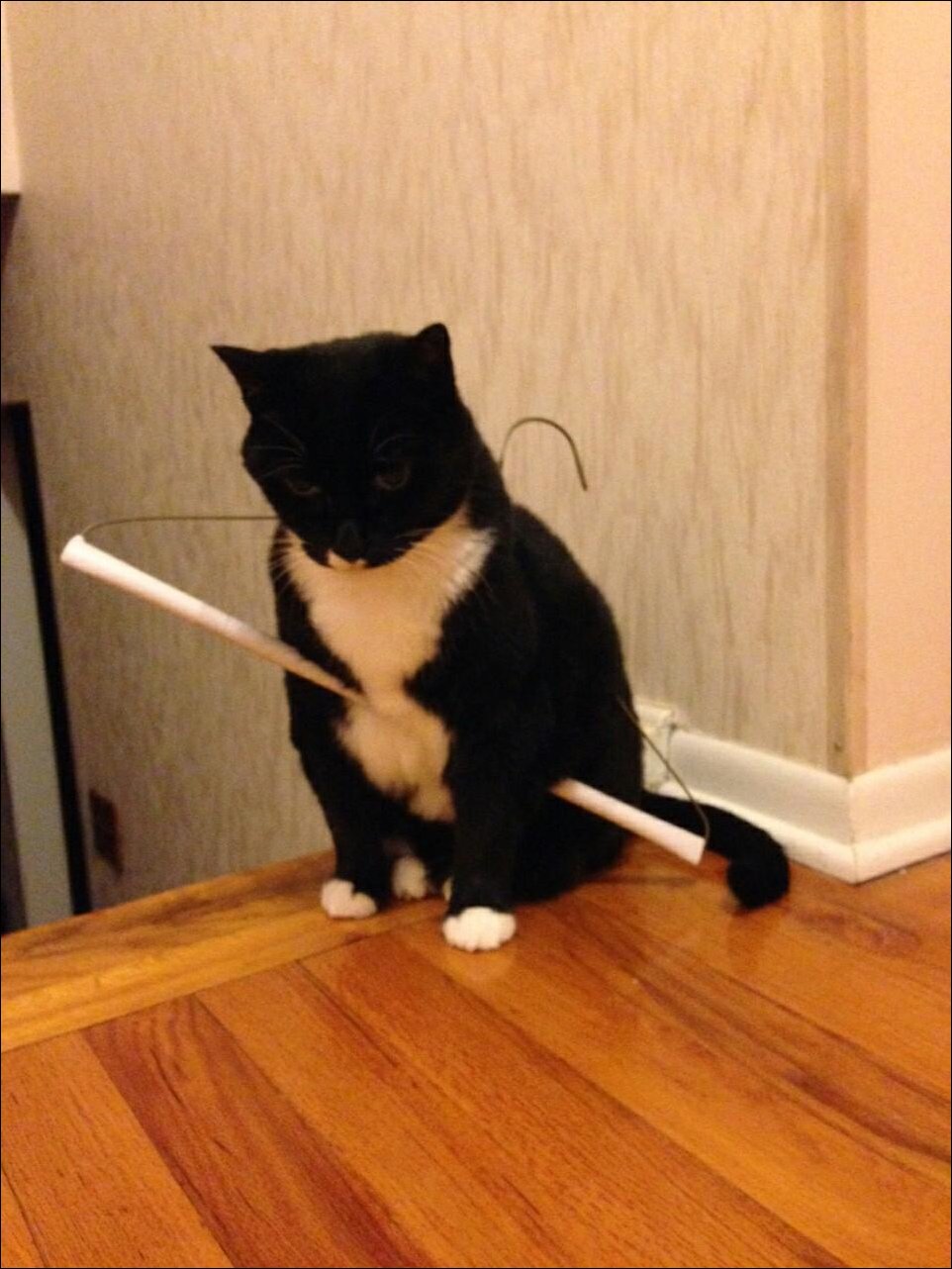 смешные животные