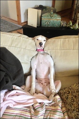 смешные животные