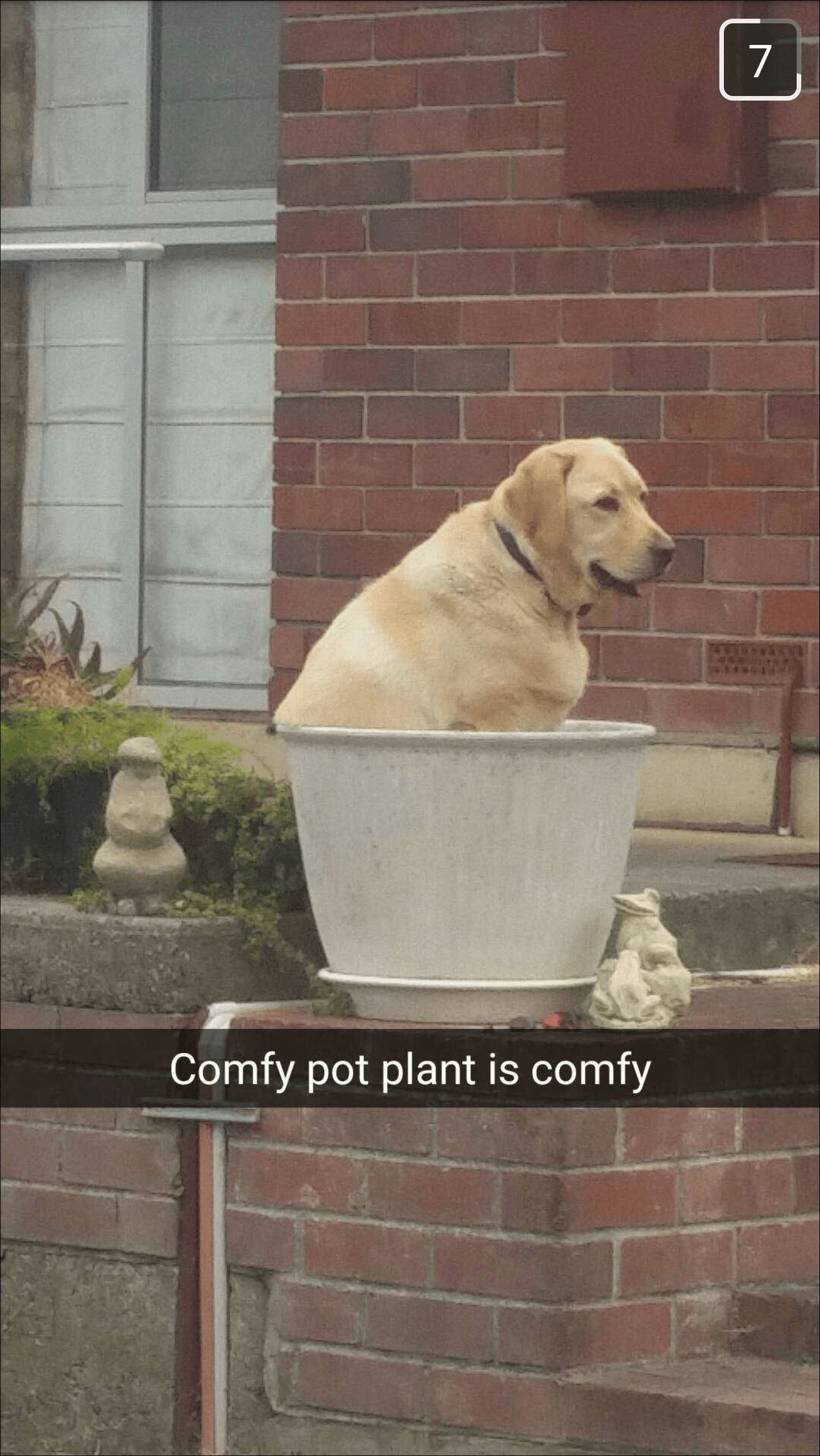 смешные животные