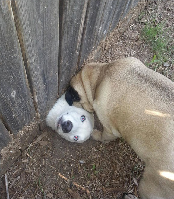 смешные животные