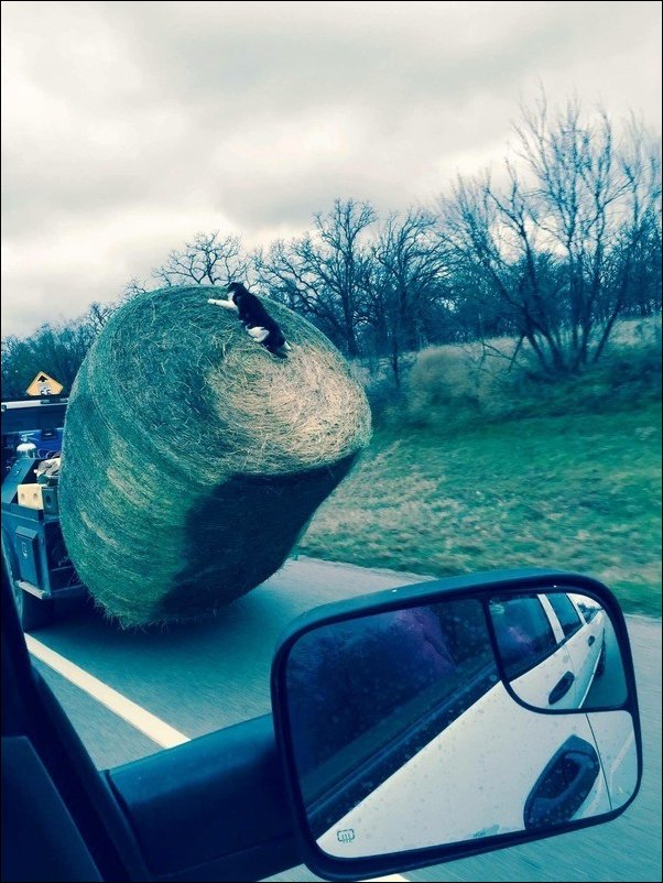 смешные животные